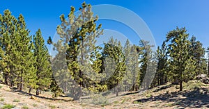 Frazier Park Mountain Pines