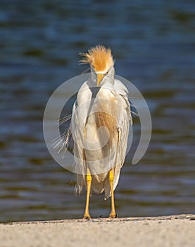 Frazzled Cattle Egret