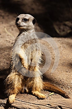 Frazzled meerkat