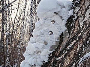 Freakish appearances from the snow in a birch winter forest in Russia
