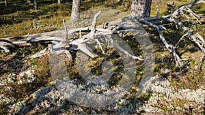 Freakish dry trees in the forest