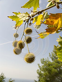 Freakish prickly round fruits photo