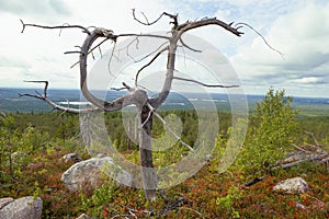 Freakish withered tree. Mount Vottovaara, Karelia