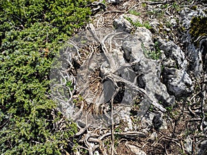 Freakish wriggling root on quaint stone. Green coniferous bush near the trail photo