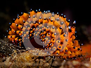 Freaky Friday. Nudibranch. Janolus sp