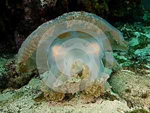 Freaky Jellyfish