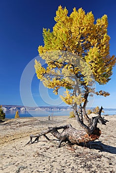 Freaky larch tree