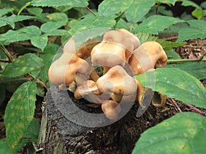 Freaky mushrooms growing on a rotting stump