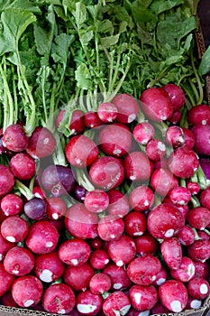 Freash red radishes