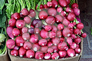 Freash red radishes photo