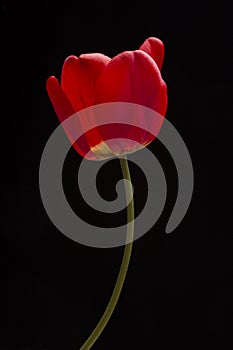 Frech beautiful red tulip