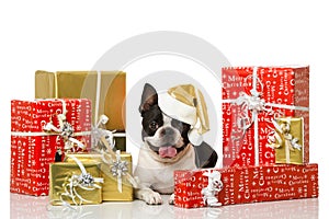Frech bulldog with christmas decoration