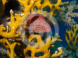 Freckeled hawkfish hiding in a fire coral