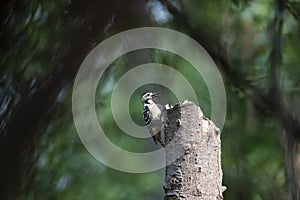Freckle - breasted Woodpecker