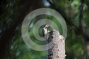 Freckle - breasted Woodpecker