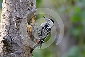 Freckle-breasted woodpecker Dendrocopos macei lovely small camouflage bird perching on her tree nest during breeding season in