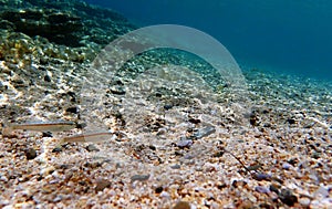 Freckled colorful goatfish - Upeneus tragula