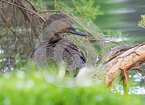 Freckled Duck Portrait