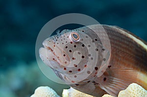 Freckled Hawk fish