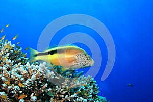 Freckled Hawkfish photo