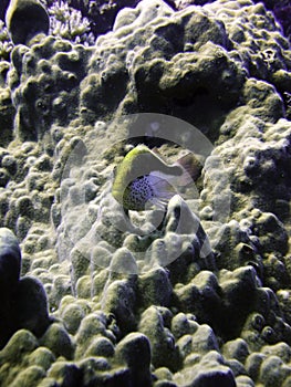 Freckled Hawkfish