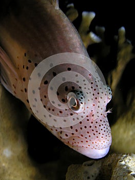 Freckled hawkfish photo
