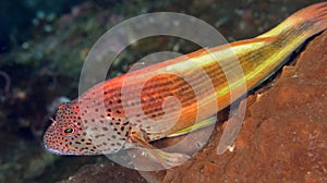 Freckled Hawkfish, Bunaken National Marine Park, Indonesia