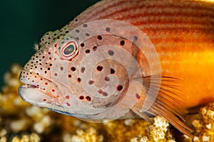 freckled hawkfish fish on coral