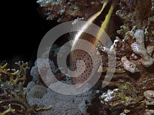 Freckled Hawkfish Paracirrhites forsteri