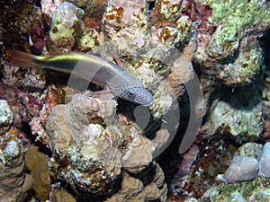 Freckled Hawkfish Paracirrhites forsteri