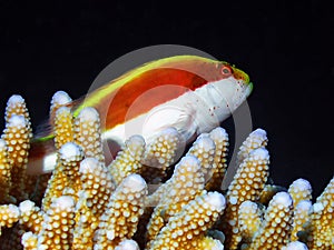 A Freckled Hawkfish Paracirrhites forsteri in the Red Sea