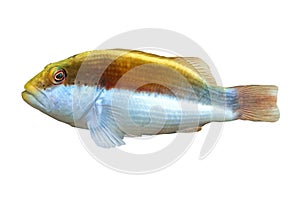 Freckled Hawkfish -Paracirrhites forsteri on white background