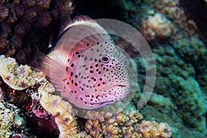 Freckled Hawkfish - Pixy Hawkfish