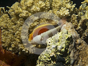 Freckled hawkfish resting in a coral