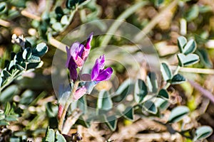 Freckled milk vetch Astragalus lentiginosus blooming in Joshua Tree National Park, south California