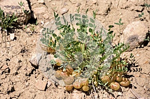 Freckled Milkvetch Astragalus lentiginosus or Rattleweed With Numerous Pods Around Plant Base photo