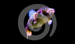 Freckled porcupine fish isolated on a black background, funny aquarium pet from the tropical ocean