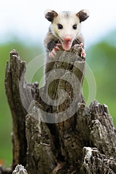 Freddy Kruger possum with razor claws extended