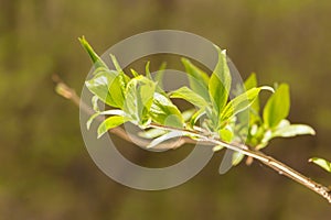 Close-up of the leaves of Eucommia ulmoides