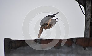 Free as a bird. Herring gull Larus argentatus winter plumage