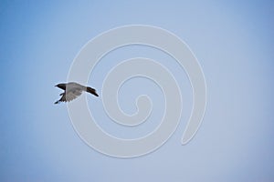 Free as a bird. Herring gull Larus argentatus winter plumage