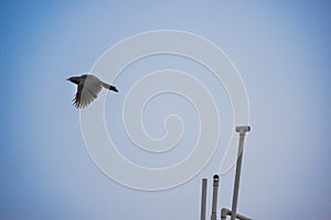 Free as a bird. Herring gull Larus argentatus winter plumage