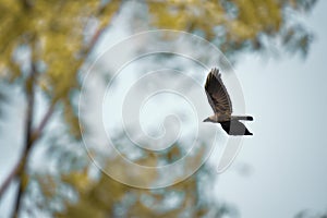 Free as a bird. Herring gull Larus argentatus winter plumage