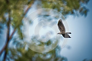 Free as a bird. Herring gull Larus argentatus winter plumage