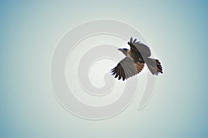 Free as a bird. Herring gull Larus argentatus winter plumage
