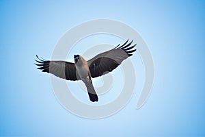 Free as a bird. Herring gull Larus argentatus winter plumage