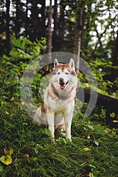 Free and beautiful dog breed siberian husky sitting in the green forest and looks like a wolf