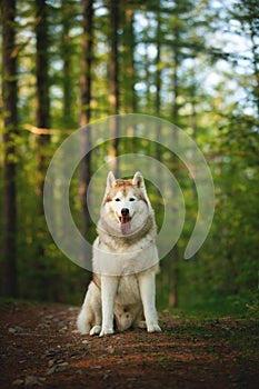 Free and beautiful dog breed siberian husky sitting on the hill in the green mysterious forest in summer at sunset