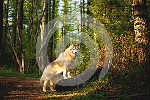 Free and beautiful dog breed siberian husky standing on the tree in the green mysterious forest in summer at sunset