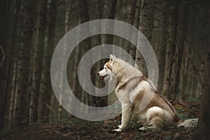 Free and beautiful dog breed siberian husky with tonque hanging out sitting in the green mysterious forest